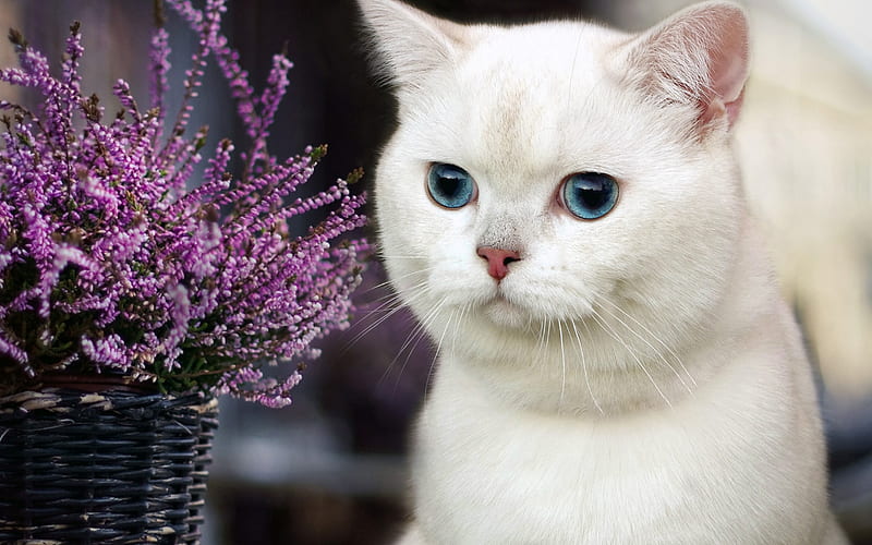 British shorthair white cat, blue eyes, domestic cats, cute animals, cats, HD wallpaper