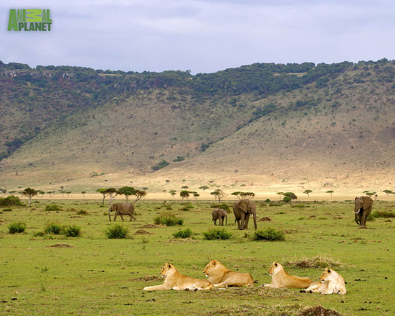 A lion pride & a herd of elephants , elephants, mammals, animals, lions, HD wallpaper