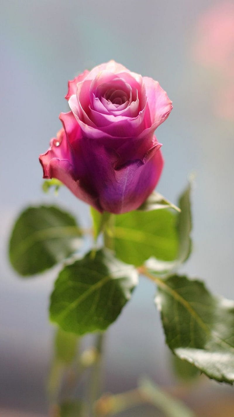 Rose, flower, HD phone wallpaper