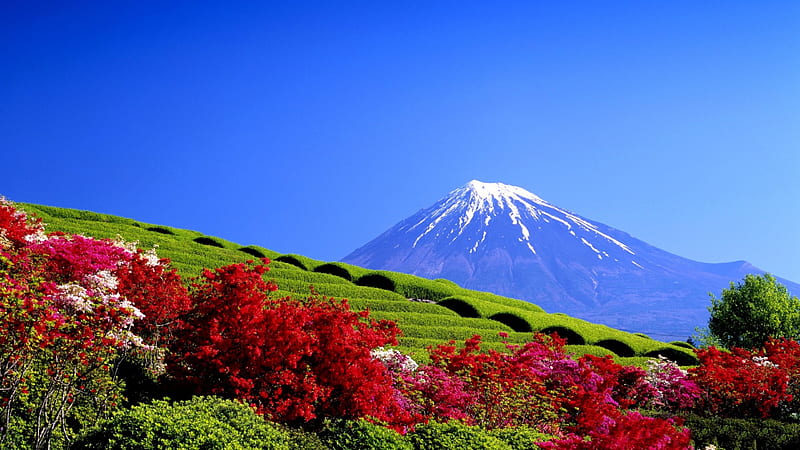 Tea Plantation, Mount Fuji, japan, mountain, sunny day, springtime, flowers, bonito, blue sky, snowy peaks, agriculture, HD wallpaper