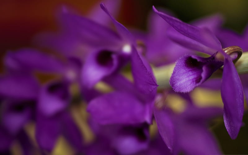 purple orchid background-Amazing flowers graphy, HD wallpaper