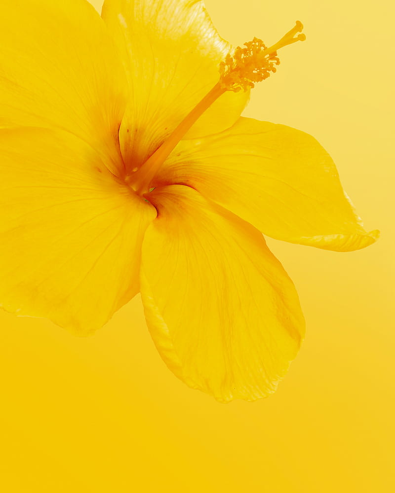 hibiscus, flower, yellow, minimalism, bloom, HD phone wallpaper