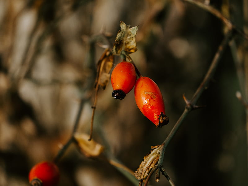 red fruit in tilt shift lens, HD wallpaper