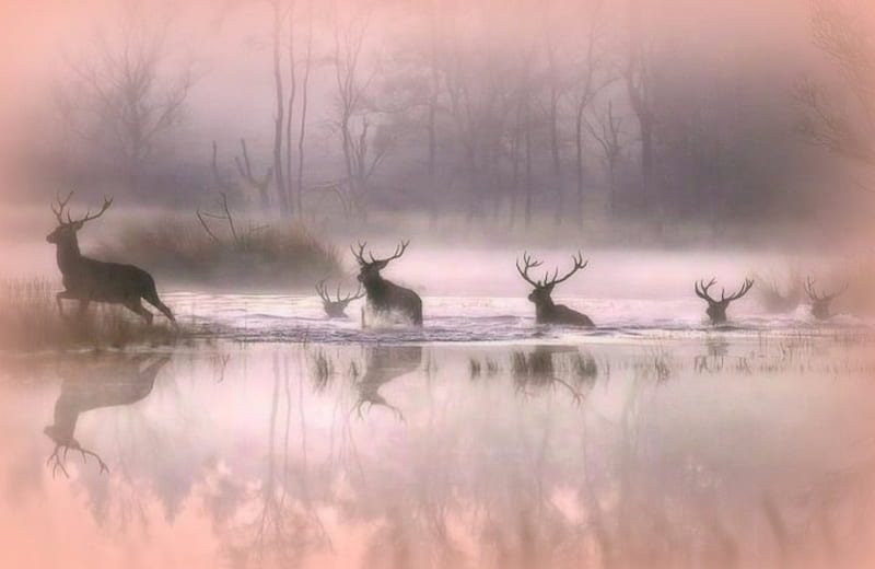Run Away, Water, Trees, Run, Deer, Fog, Bucks, Fire, Animals, HD wallpaper  | Peakpx