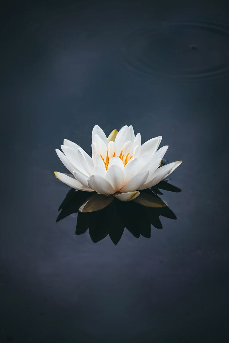 white lotus flower in bloom, HD phone wallpaper