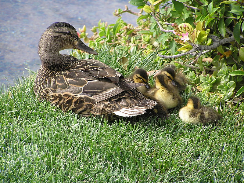 Ducks on the Vegas Strip, ducks, family, cute, ducklings, HD wallpaper