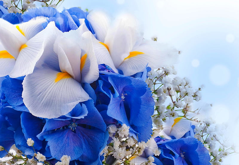 Hydrangeas an irises in a bouquet, pretty, hydrangea, lovely, mix, scent, bonito, fragrance, bouquet, flowers, white, iris, blue, HD wallpaper