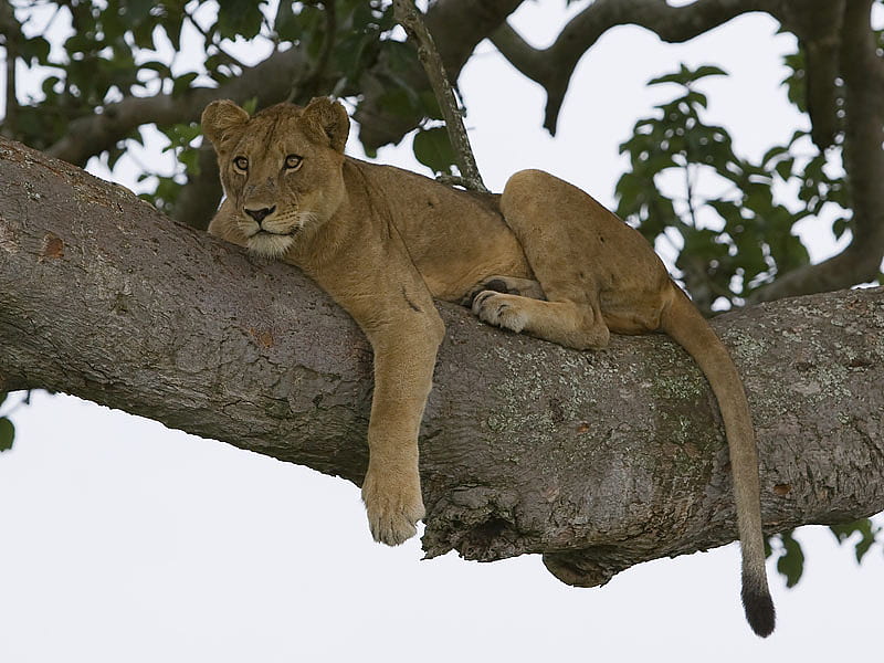 LION IN UGANDA, tree, feline, uganda, female, wildlife, big cats, lion, HD wallpaper