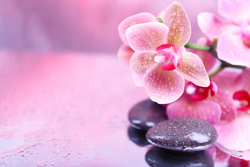 Relaxing - spa, Spa, Pink, Stones, Orchid, HD wallpaper