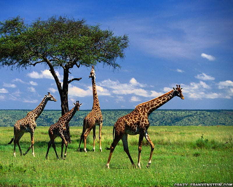 Giraffe Herd, long neck, Giraffe, tall, wild, HD wallpaper