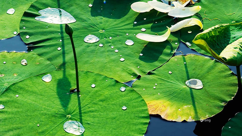 Hot summer lotus leaf green-Bing Theme, HD wallpaper