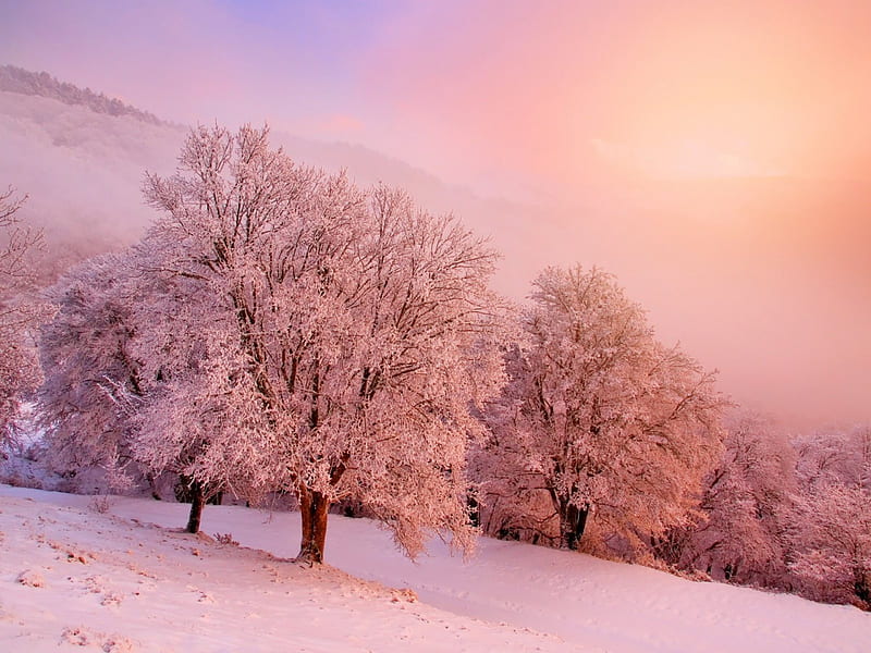 Pink Winter Day, forest, snow, nature, trees, sky, pink, winter, cold, HD wallpaper