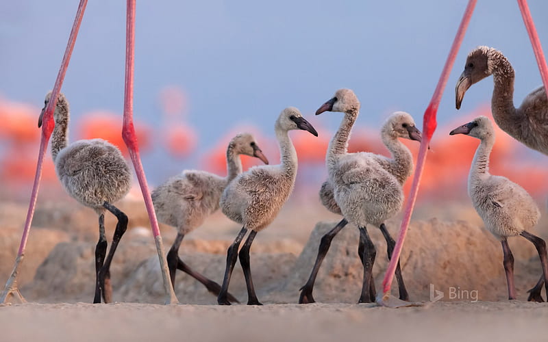 American Flamingo Chicks at the Ria Lagartos Biosphere Reserve Yucatan Peninsula Mexico, American, Ria, Flamingo, Bliosphere, Reserve, The, Yucatan, Chicks, Lagartos, Mexico, Peninsula, at, HD wallpaper