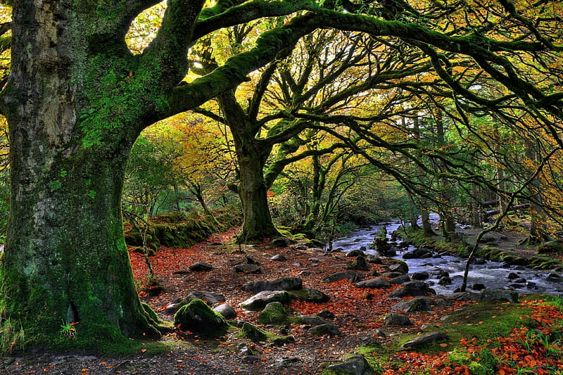 Killarney National Park, autumn, leaves, colors, creek, trees, HD wallpaper