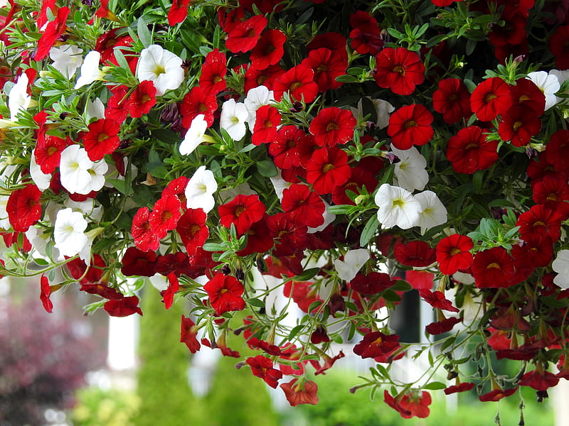 Million Bell Petunias In Red And White, Red, Summer, White, graphy, Flowers, Million Bell Petunias, Nature, HD wallpaper