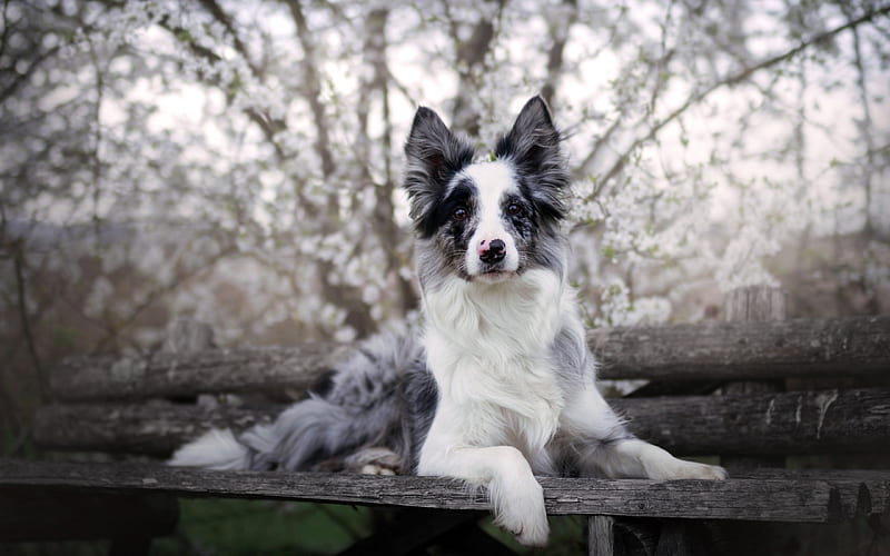 Border Collie, black and white dog, pets, wooden bench, park, dogs, HD wallpaper