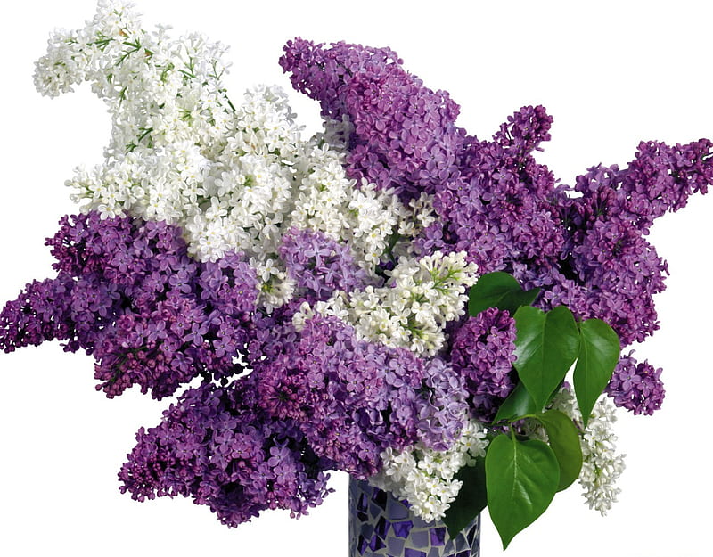 Sweet lilac, lilac, colors, vase, sweet, leaves, purple, bouquet, flower, beauty, white, HD wallpaper