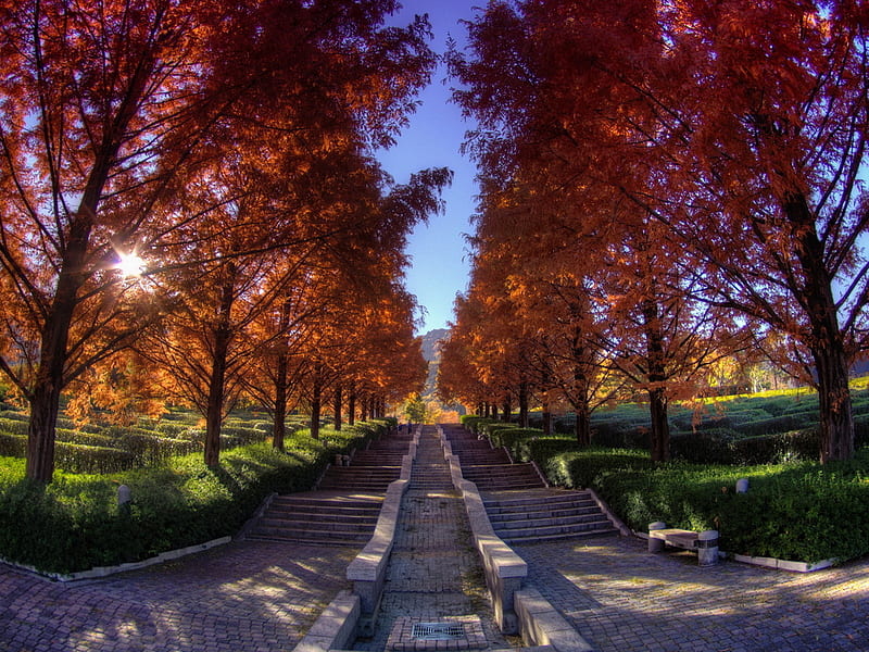 Autumn stairs., fall, autumn, sun, shade, avenue, tree, stair, nature, scenery, HD wallpaper