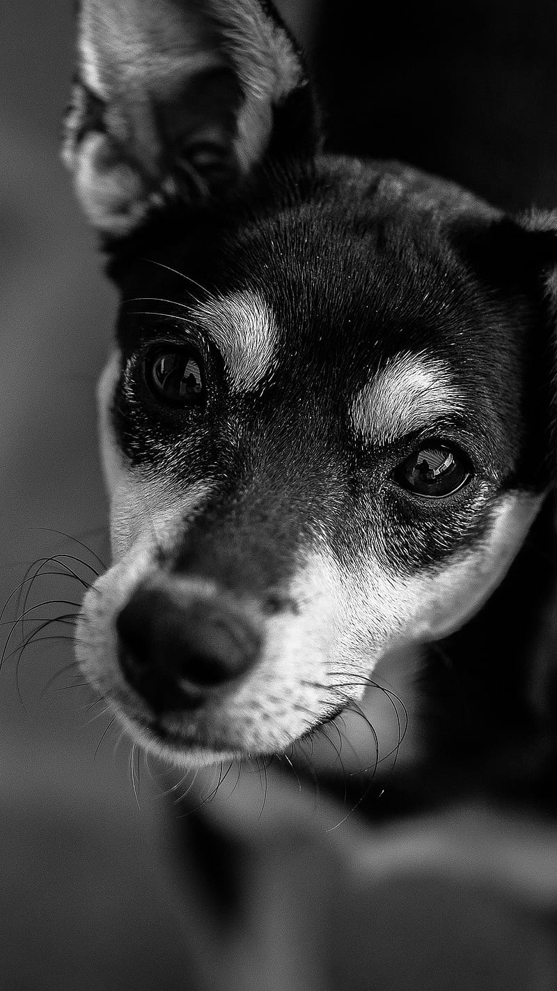 Cute Dog, animal, dark, blacka nd white, bnw, HD phone wallpaper | Peakpx