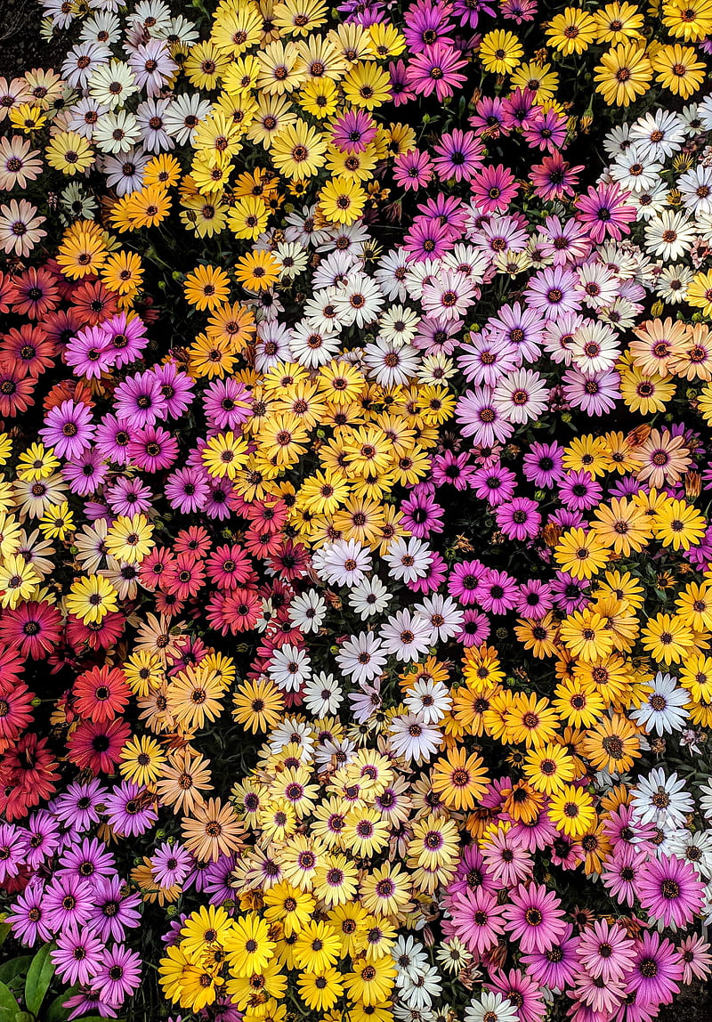 Colorful Daisies, bonito, colors, daisies, flower, flowers, nature, pink, red, white, yellow, HD phone wallpaper