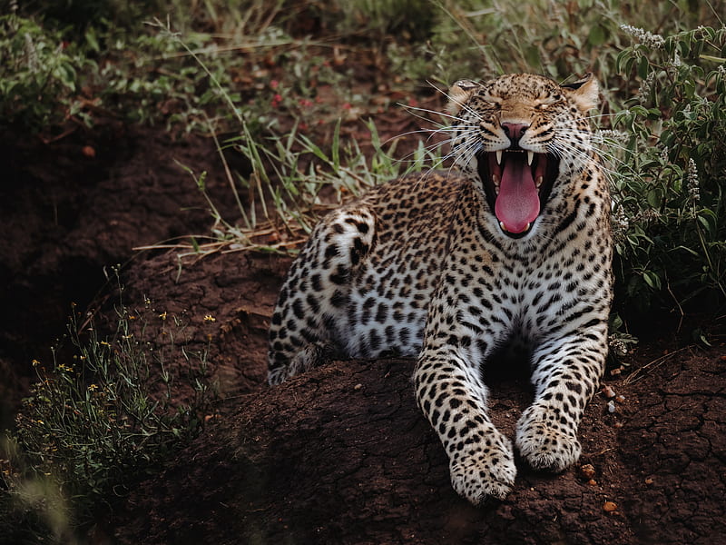 leopard, yawn, big cat, predator, wild, HD wallpaper