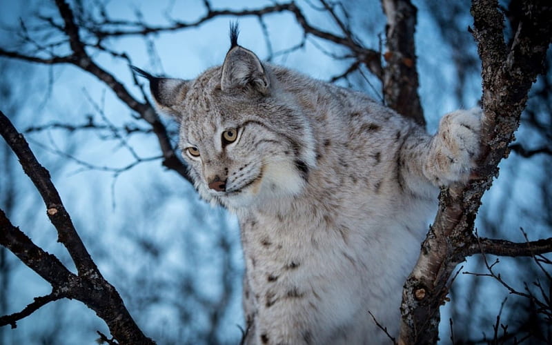 Lynx, cat, wild, animal, HD wallpaper | Peakpx