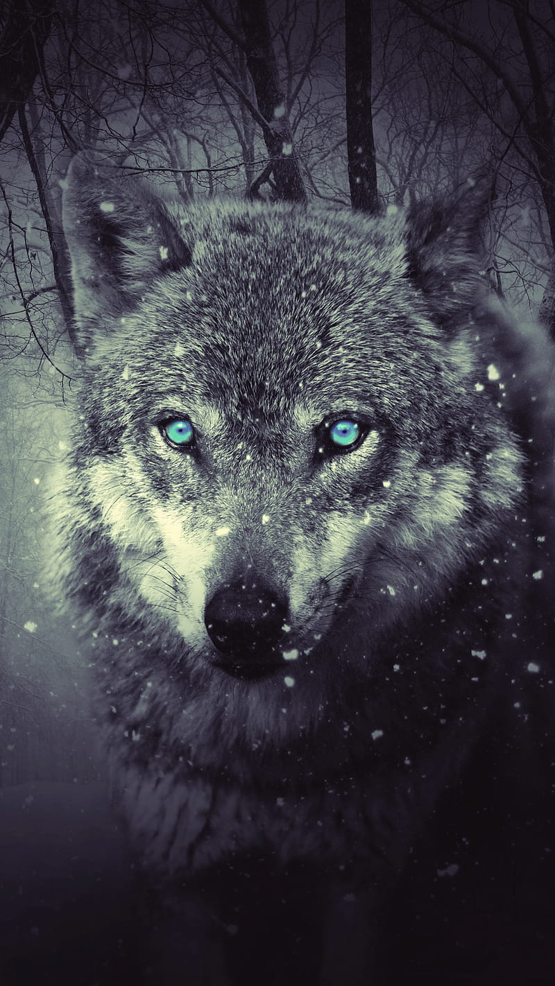 Wolf Dark Background 4K Wallpaper iPhone HD Phone #4930f