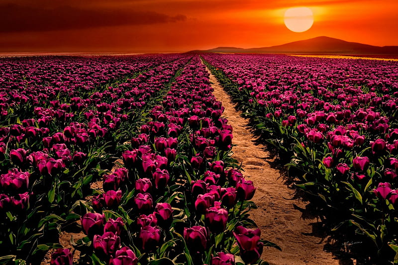 Sunset over Field Near Konya, Turkey, plants, flowers, blossoms, colors, tulips, sky, HD wallpaper