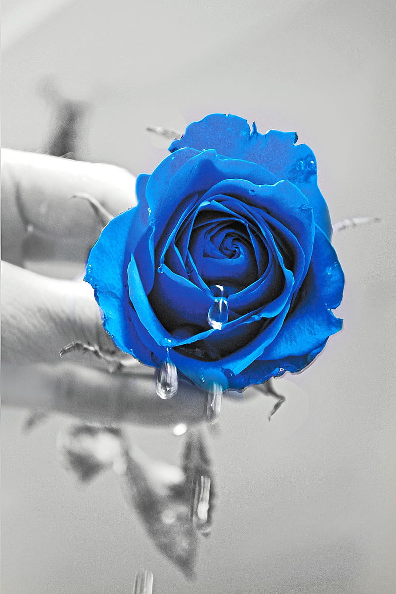 blue roses heart