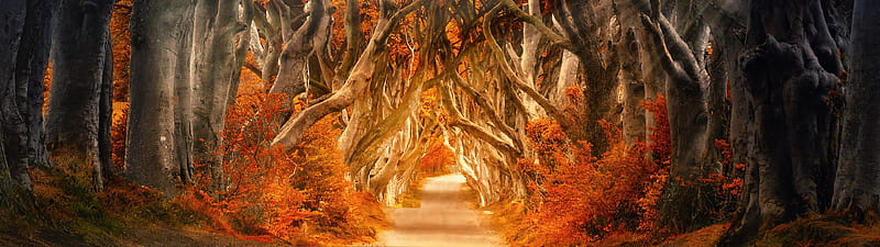 Forest , Road, Daylight, Aesthetic, Autumn, Fall, Sunrays, Nature, 3840X1080 Autumn, HD wallpaper