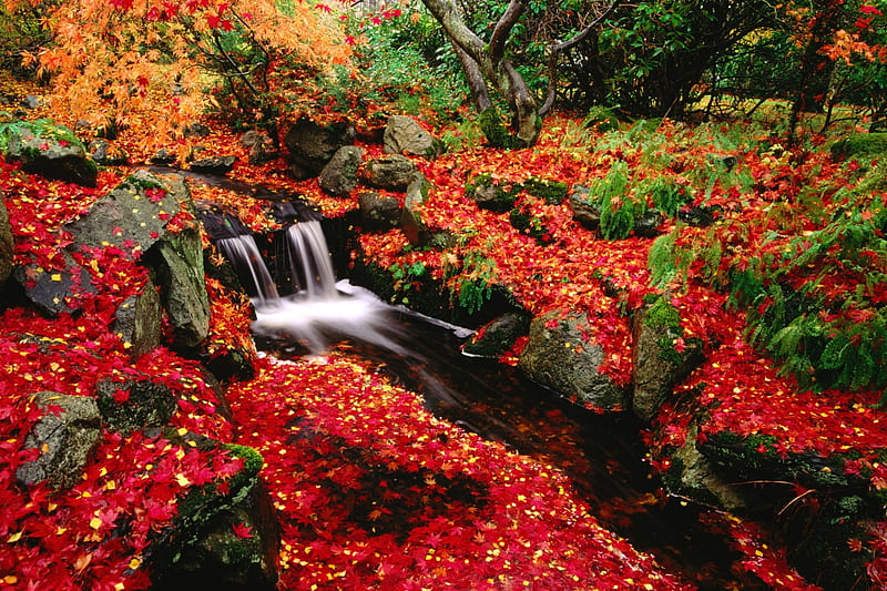 Nature, Water, Canada, Waterfall, Leaf, Vegetation, Fall, Earth, Moss, Stream, HD wallpaper