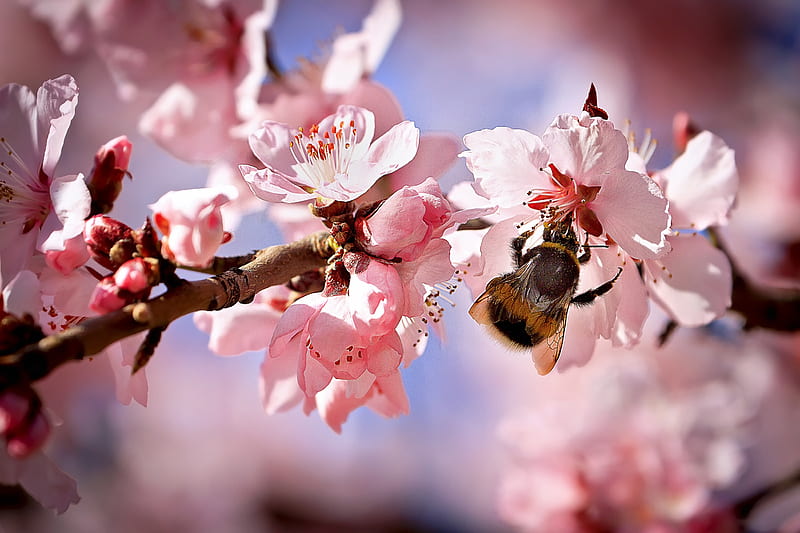 For All My DN Friends :), bee, pink flowers, blossom, flowers, nature, bonito, spring, branches, HD wallpaper