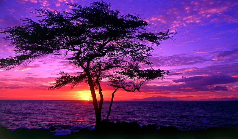 MONTEREY SUNSET, colorful, tree, ocean, monterey, sunset, clouds, sky, HD wallpaper