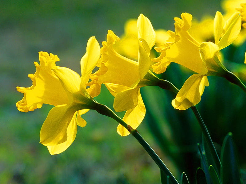 Delightful daffodils, month, green, flower, yellow, sunny, daffodil, march, HD wallpaper