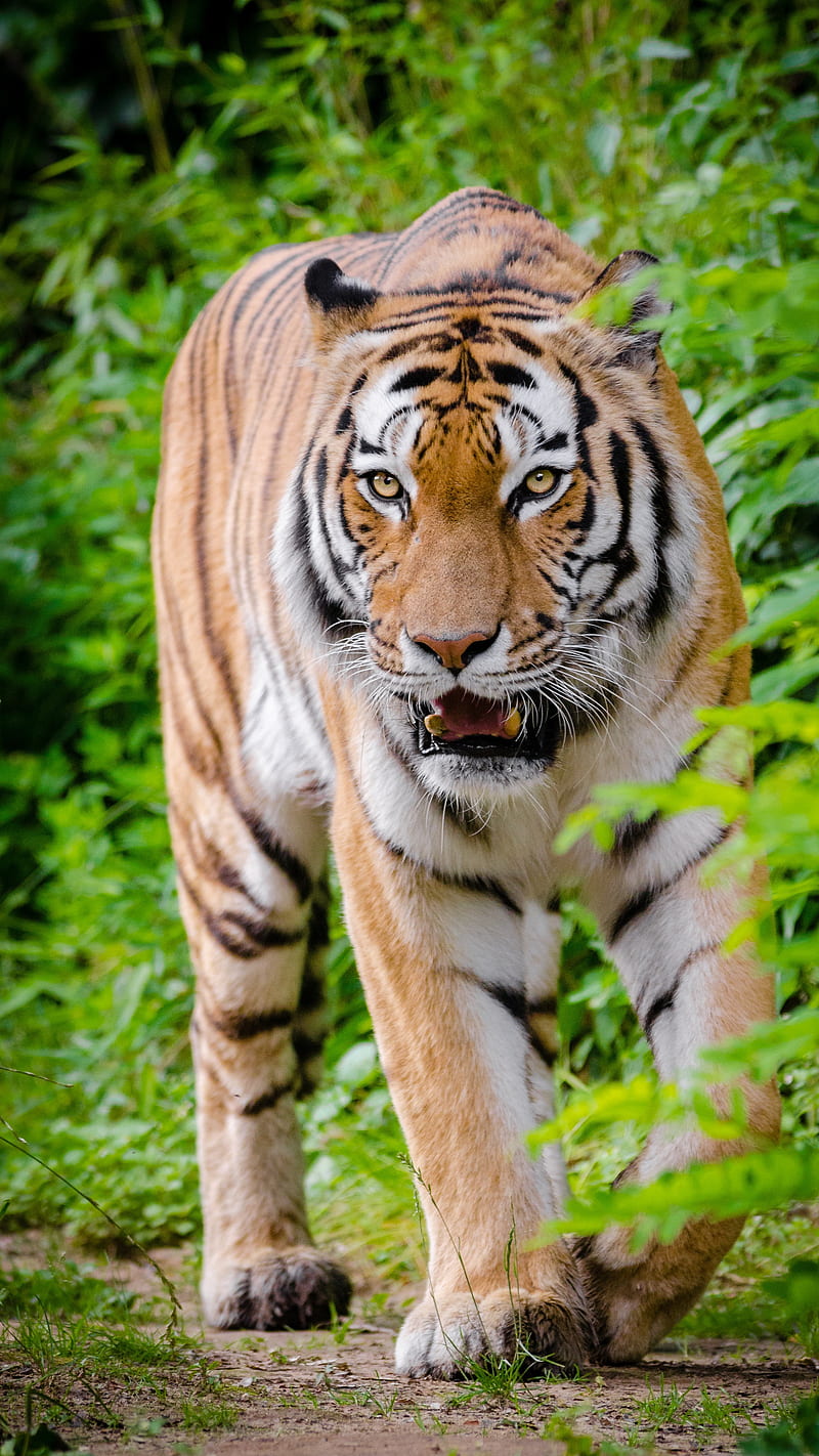 Tiger walk , animal, wild, HD phone wallpaper