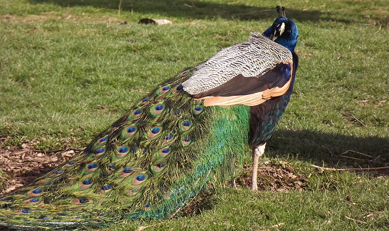 Peacock Closed Plumage, Peacock, Plumage, Feathers, Bird, HD wallpaper