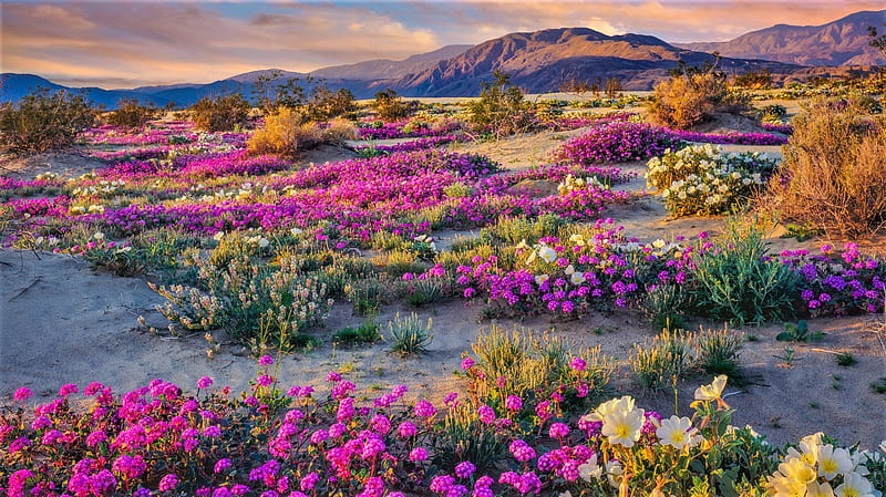 Anza-Borrego, flowers, america, desert, california, HD wallpaper