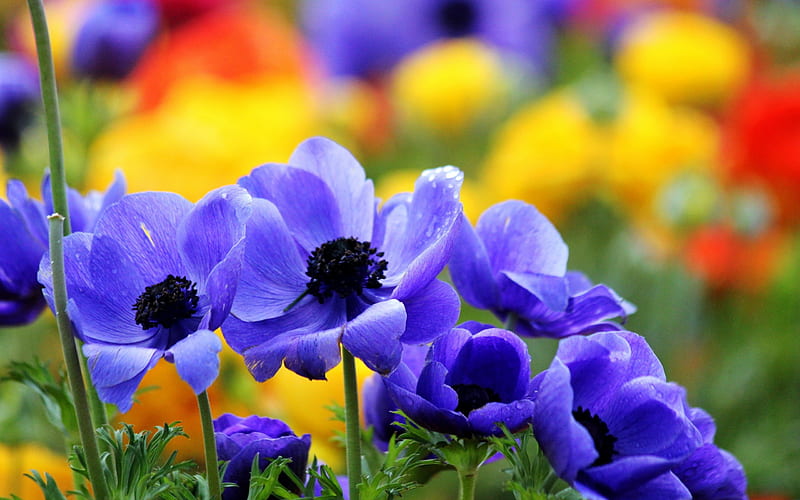 Flores bonitas, flores de colores, flores azules, bonitas, coloridas,  horario de verano, Fondo de pantalla HD | Peakpx