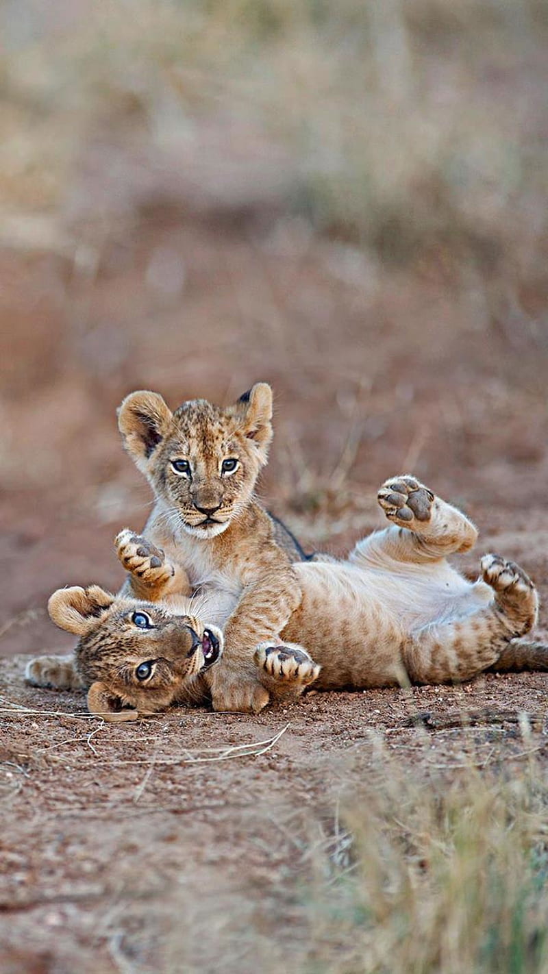 Lion Cubs, cubs, day, kenya, lion, national, reserve, samburu, siblings, wrestling, HD phone wallpaper