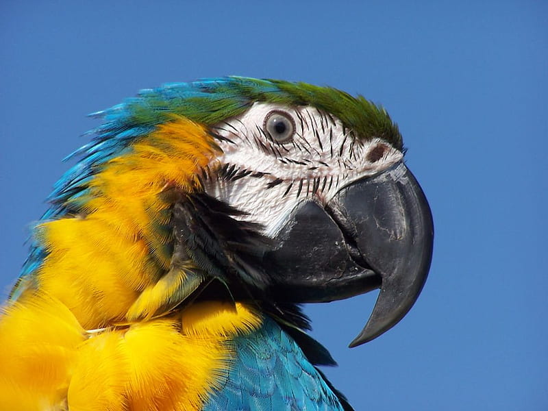 Beautiful Parrot, colourful, black, yellow, noisy, green, bird, large, beak, feathers, blue, HD wallpaper