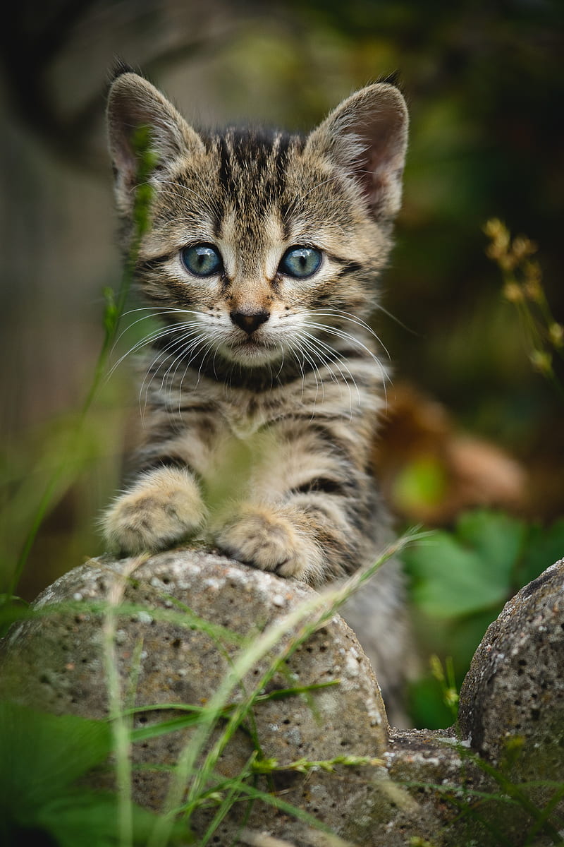 kitten, cat, striped, glance, cute, HD phone wallpaper