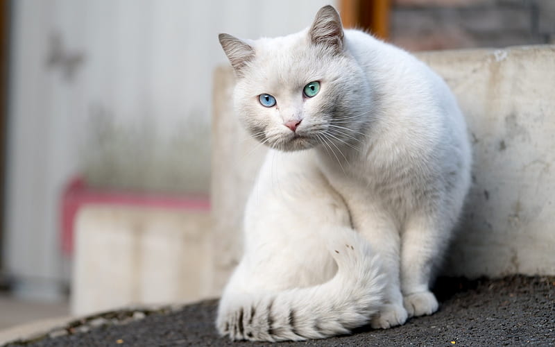 British short-haired white cat, heterochromia, blue and green eyes, pets,  cats, HD wallpaper | Peakpx
