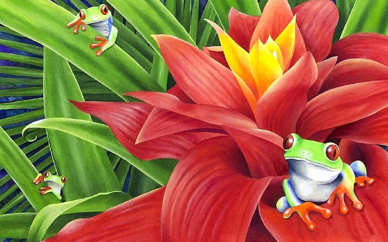 red eyed frog on bromelia, flower, frog, bromelia, leaf, HD wallpaper