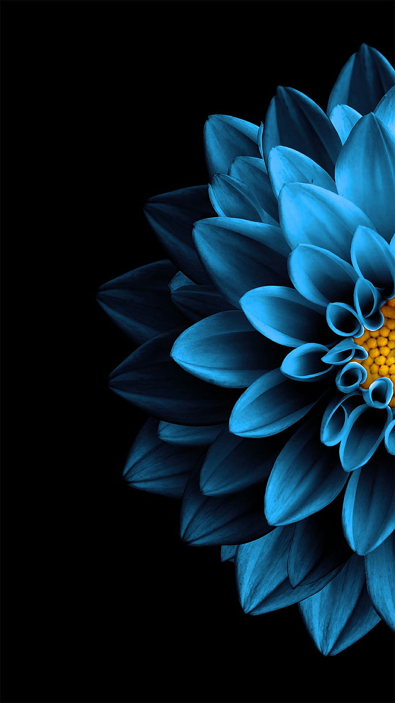 lotus , blue, flower, apple, rose, HD phone wallpaper