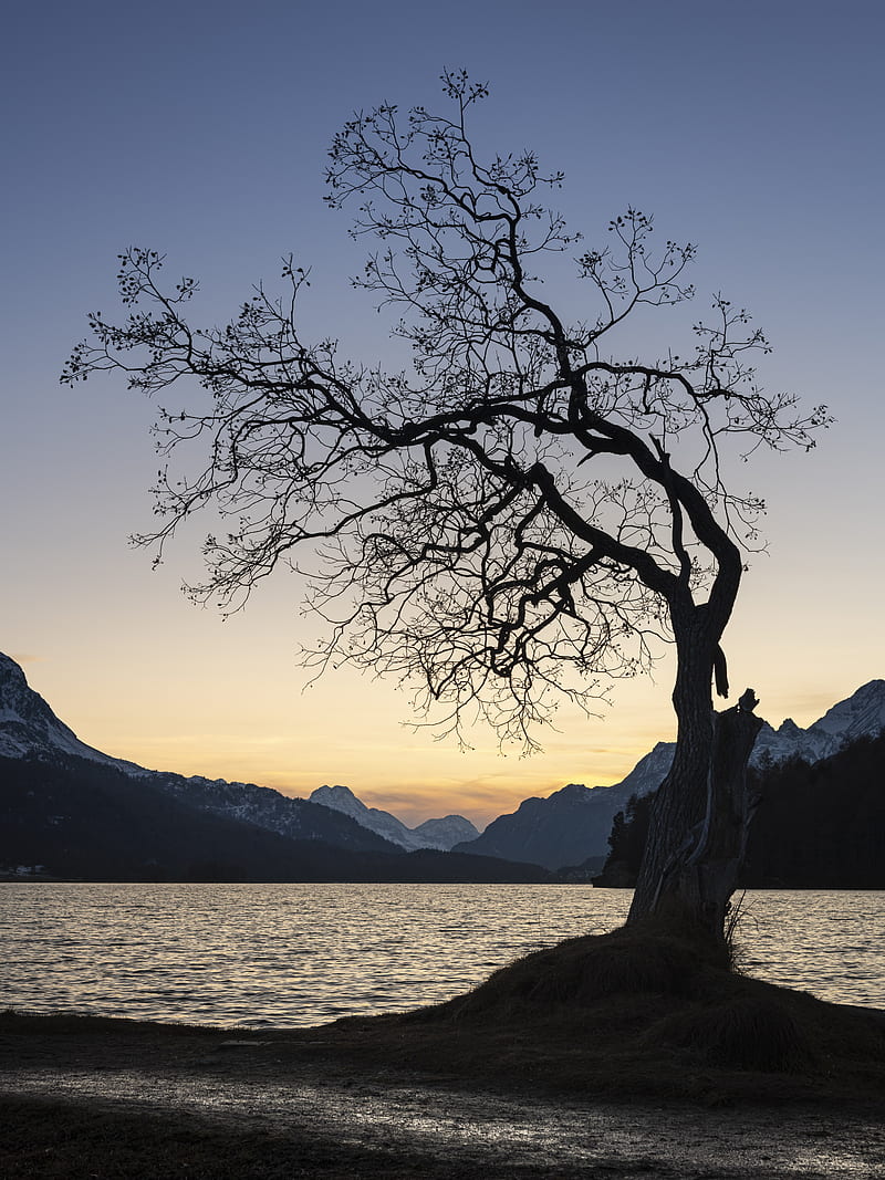 tree, lake, mountains, dusk, HD phone wallpaper