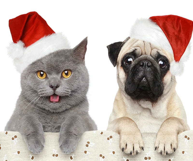 cat and dog, cat, christmas caps, dog, holidays, HD wallpaper