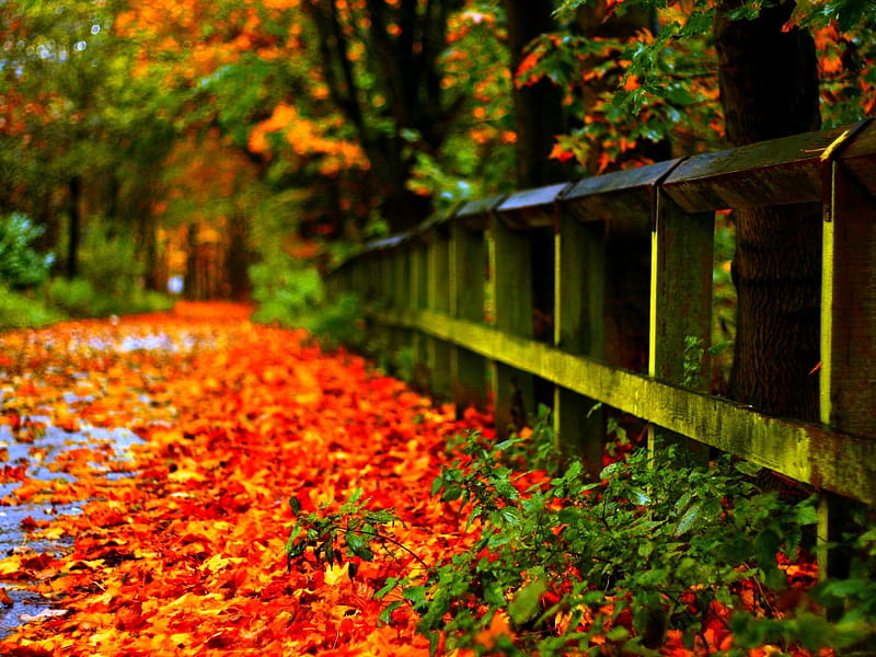 Carpet of autumn leaves in th park, Amazing Fall, HD wallpaper | Peakpx