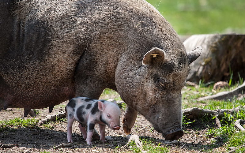 pigs, farm, little piggy, funny animals, pink pig, HD wallpaper
