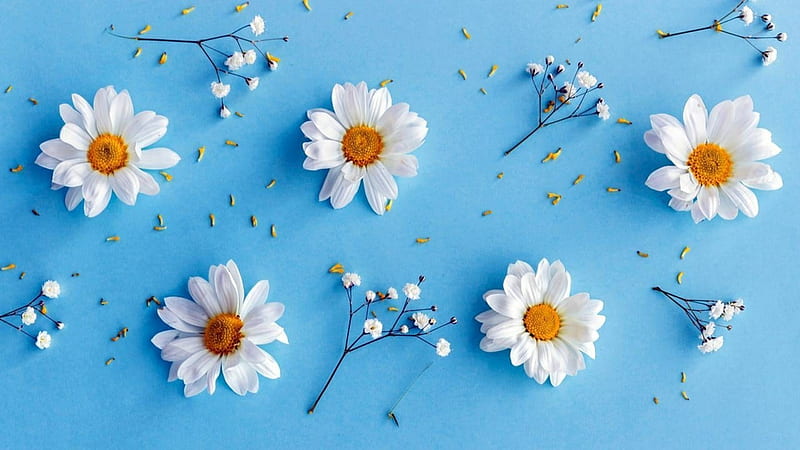 Tiny Daisies, flower, flowers, daisies, spring, HD wallpaper