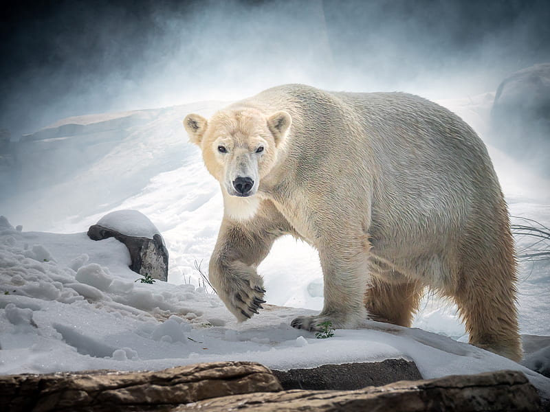 Bears, Polar Bear, Snow, Wildlife, predator (Animal), HD wallpaper